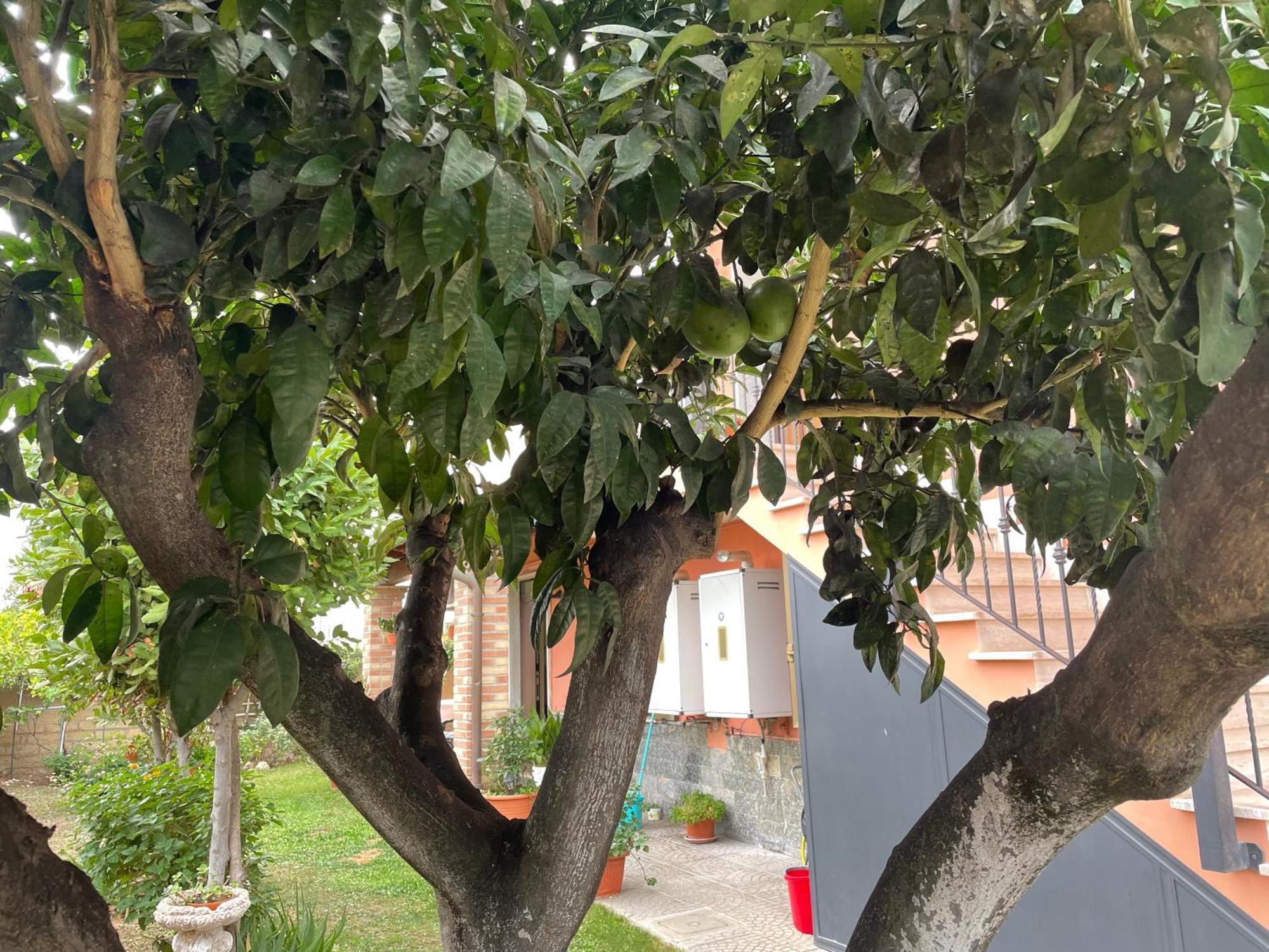 Un Sogno Nel Verde Acilia Dış mekan fotoğraf
